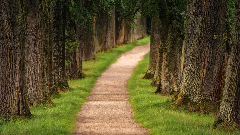 tree-avenue-path-3092026 tree, avenue, path-3092026.jpg